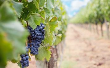 קריניאן – קווים לדמותו