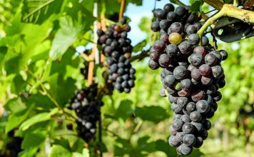 צעדים ראשונים בהכנת יין