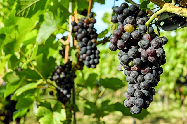 grapes-2656535_640 צעדים ראשונים בהכנת יין