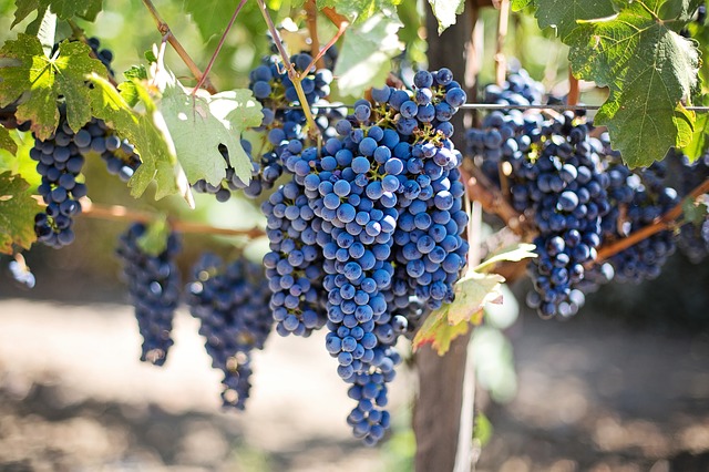 purple-grapes-553464_640 טעמים של כפר צרפתי – נורמנדי