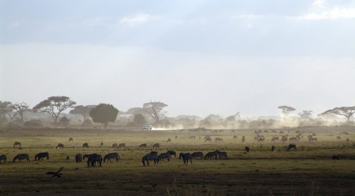 קניה – הספארי הגדול ביותר